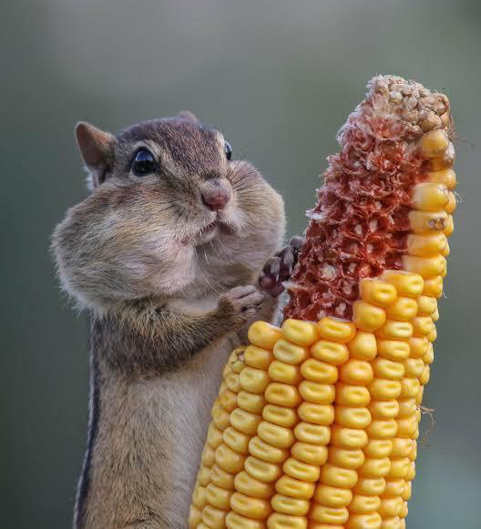 Ayy ne bileyim çok dadluuuu 😃 🐿♥️