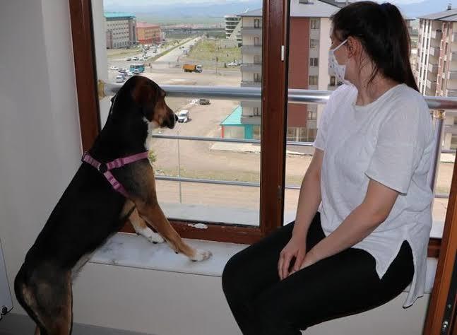Evinizin önünde evinizi bekleyen köpeğinize güvenir misiniz?