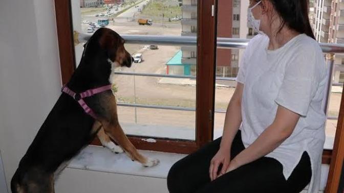 Evinizin önünde evinizi bekleyen köpeğinize güvenir misiniz?