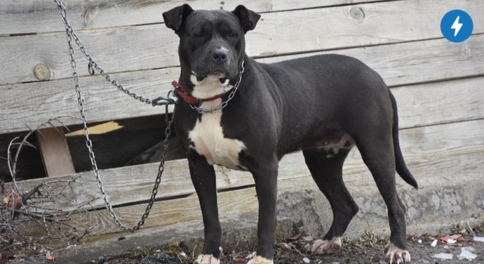 Bir pitbull saldırısı haberi daha! Ne düşünüyorsunuz?