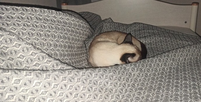 Kediyle yaşamanın zorlukları ve güzel yönleri neler sizce?