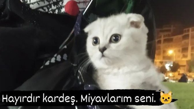 Evcil dostlarınızı bu postun altına paylaşır mısınız?