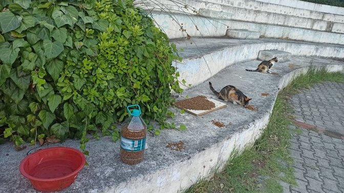 Sokaklara su ve mama koyuyor musun?