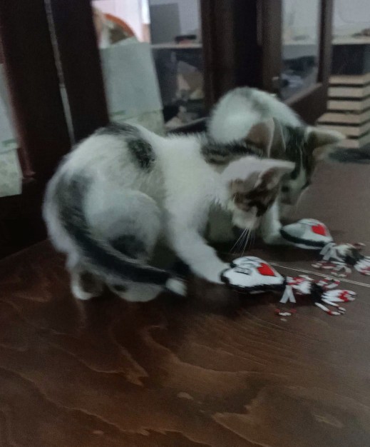 Bir kedi😸buldum kiminse🙀 sahibi yoksa bende kaldı😂isim koyalim😺mi?