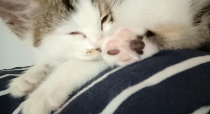 Bir kedi😸buldum kiminse🙀 sahibi yoksa bende kaldı😂isim koyalim😺mi?