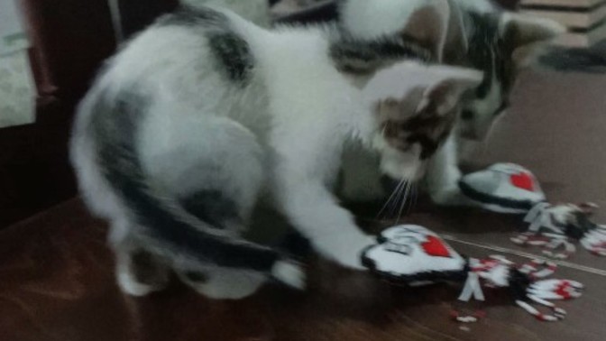 Bir kedi😸buldum kiminse🙀 sahibi yoksa bende kaldı😂isim koyalim😺mi?