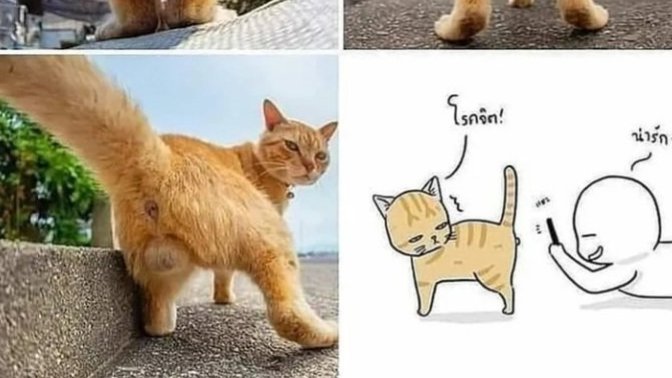 Erkek kedilerin ponponları çok tatlı değil mi sizce de😊?