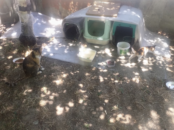 Parkta oturuyordum yanıma kedi geldi kucagima yatti yuva yapmışlar oraya biraktim annesi istemiyo simdi napiyim sizce?