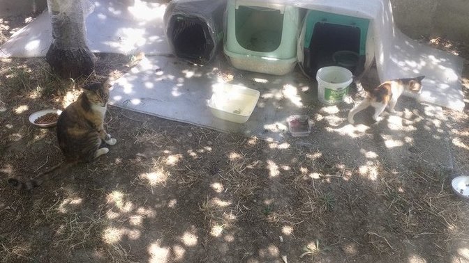 Parkta oturuyordum yanıma kedi geldi kucagima yatti yuva yapmışlar oraya biraktim annesi istemiyo simdi napiyim sizce?