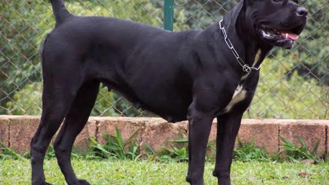 Cane Corso neden yasaklı ırk değil?