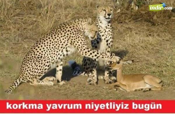 Sizi bir Heyvana benzetim mi?
