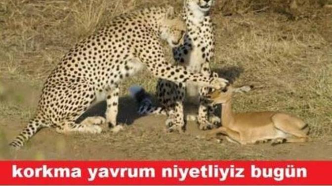 Sizi bir "Heyvana" benzetim mi?