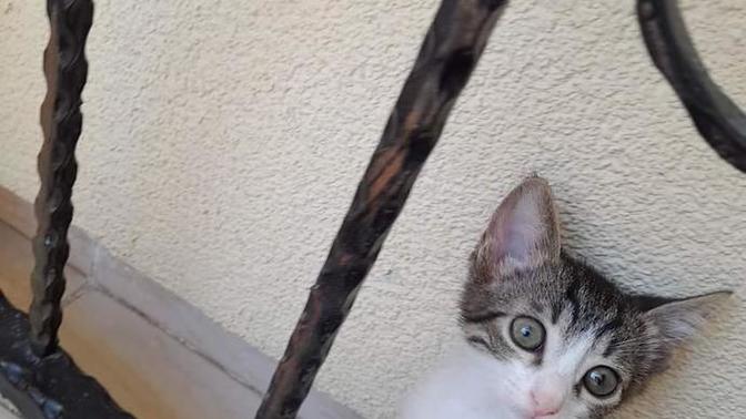 Sokakta bulduğunuz canları sahiplendiriyor musunuz?
