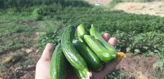 Kahvaltı yaptınız mı? Biz sabah bahçeye daldık taze meyve sebze ile yapıyoruz?