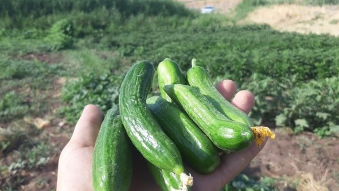 Kahvaltı yaptınız mı? Biz sabah bahçeye daldık taze meyve sebze ile yapıyoruz?