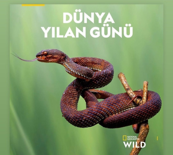 Çok tısssslıyosunuz 🐍