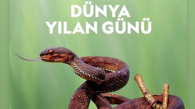 Dünya yılan gününü kutlamak istedikleriniz var mı?