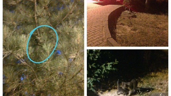 Ağaçta mahsur kalmış bebek kedi nasıl kurtarılır?
