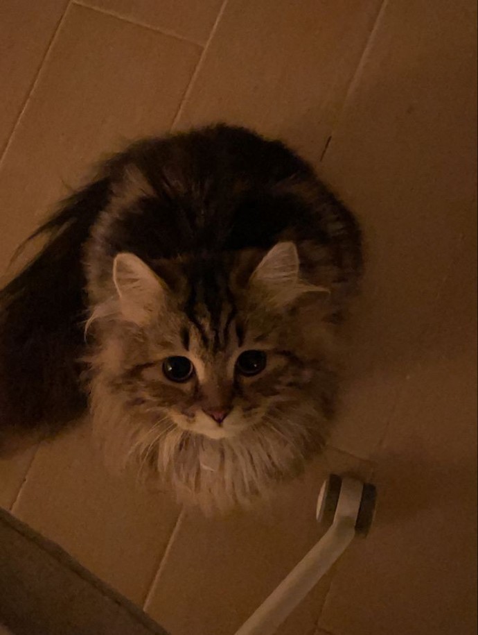 Kedi olsaydın nasıl bir kedi olurdun?