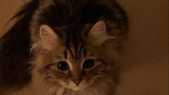 Kedi olsaydın nasıl bir kedi olurdun?