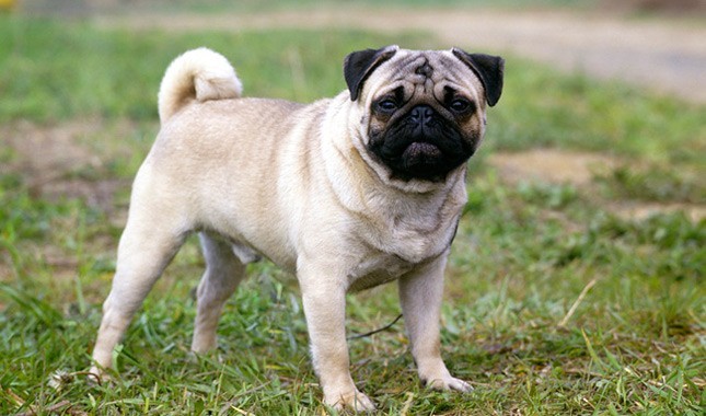 Pug mu İngiliz Bulldog mu?