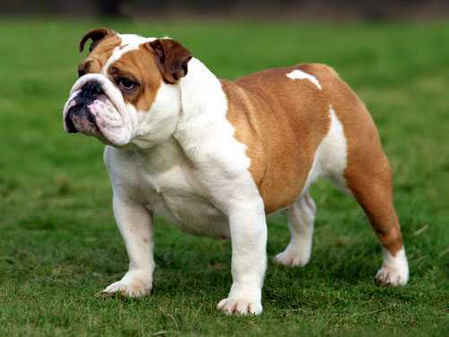 Pug mu İngiliz Bulldog mu?
