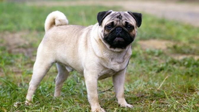 Pug mu İngiliz Bulldog mu?