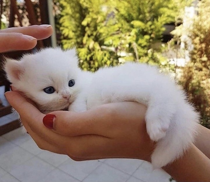 Kedi strese iyi gelir mi?