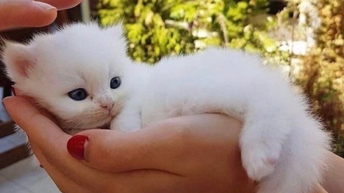 Kedi strese iyi gelir mi?