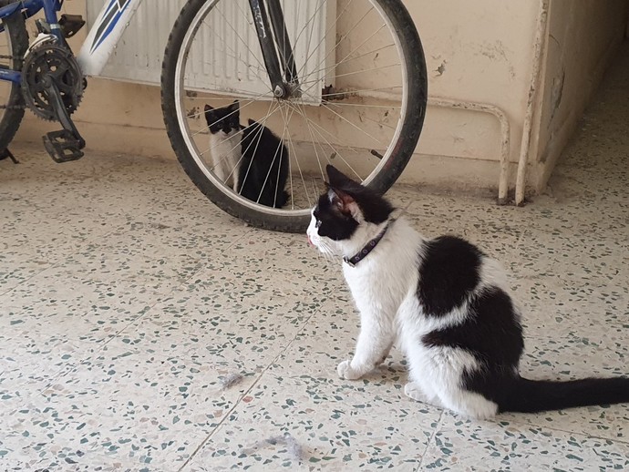 Kedileri seviyor musunuz? İlk ne zaman kedi sevdiniz, nasıl gerçekleşti ve nasıl duygular hissettiniz 😻😊?