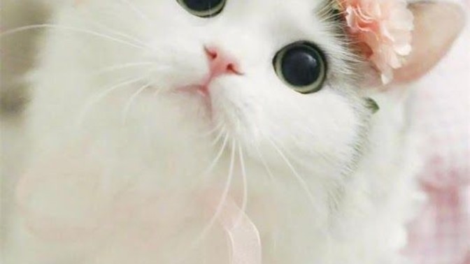 Kedileri seviyor musunuz? İlk ne zaman kedi sevdiniz, nasıl gerçekleşti ve nasıl duygular hissettiniz 😻😊?