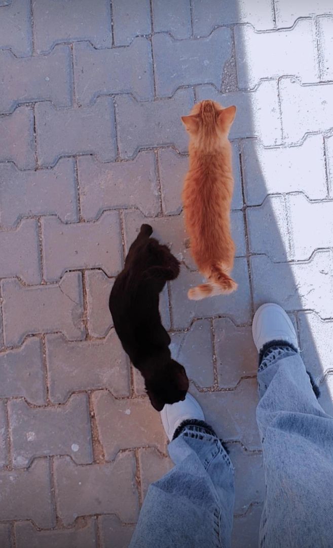 Allahım yaa 🥰 şunları görünce mutluluktan uçan birtek ben miyim?
