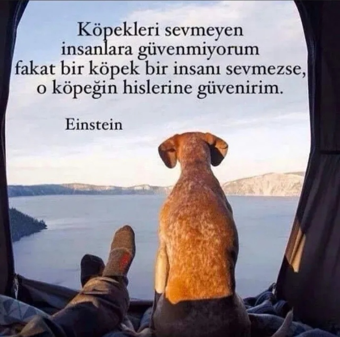 Hayvanların da hisleri varmıdır?