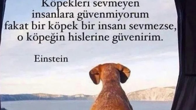 Hayvanların da hisleri varmıdır?
