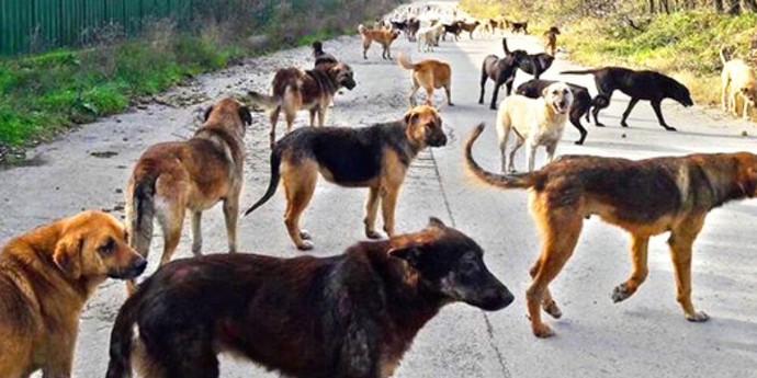Bu yoldan geçmeye cesaret edebilir misiniz?