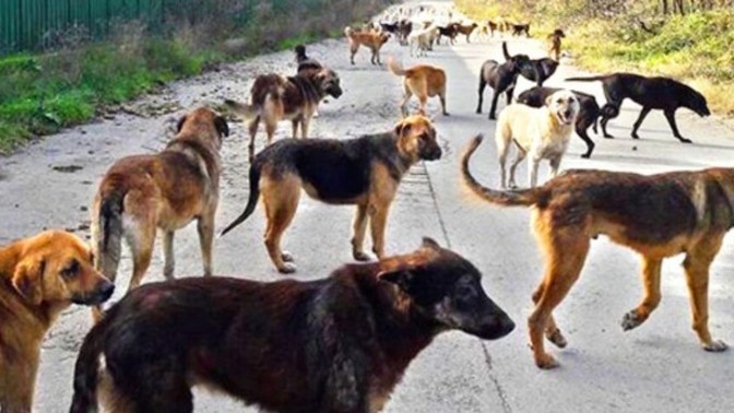 Bu yoldan geçmeye cesaret edebilir misiniz?