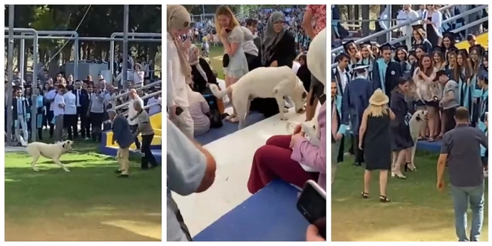 Mezuniyet törenindekileri köpek ısırdı! Köpeklerle karşılaştığınızda ne yapıyorsunuz?