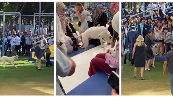 Mezuniyet törenindekileri köpek ısırdı! Köpeklerle karşılaştığınızda ne yapıyorsunuz?