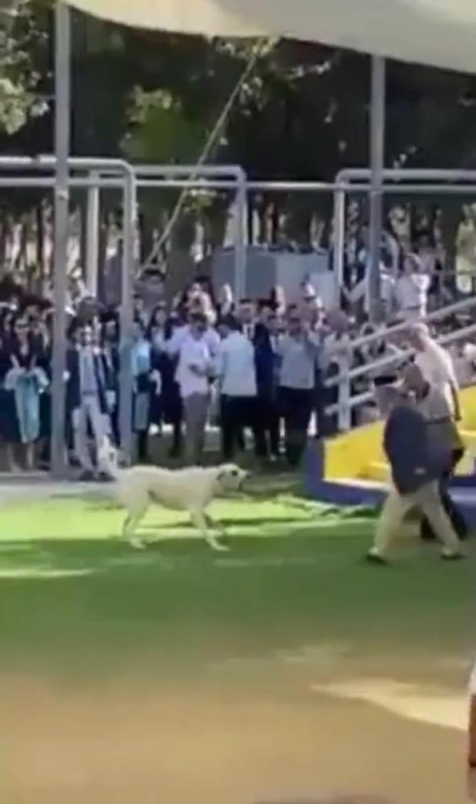 Ege Üniversitesi mezuniyetinde köpek saldırısından 12 kişi yaralandı. Sizce başı boş köpekler bir sorun mu?