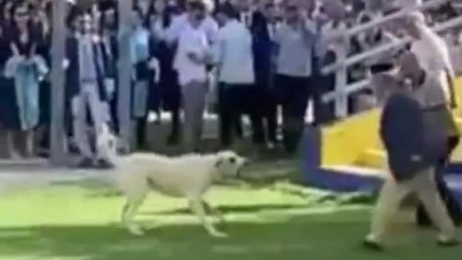 Ege Üniversitesi mezuniyetinde köpek saldırısından 12 kişi yaralandı. Sizce başı boş köpekler bir sorun mu?