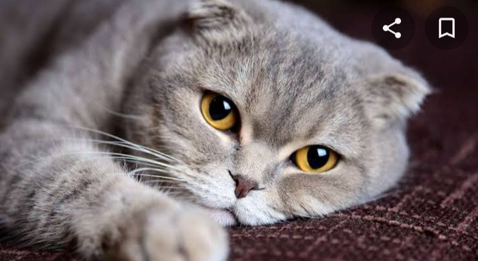 British-shorthair mi Scottish fold mu?