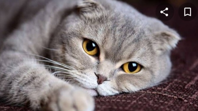 British-shorthair mi Scottish fold mu?