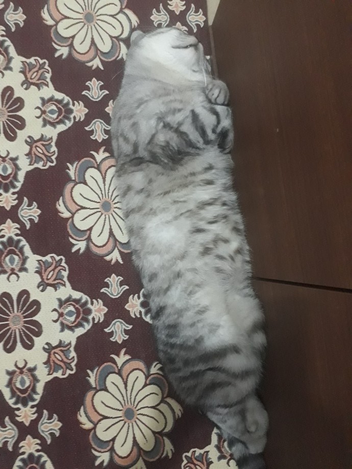 Tontik kafalı neden böyle uyuyor?