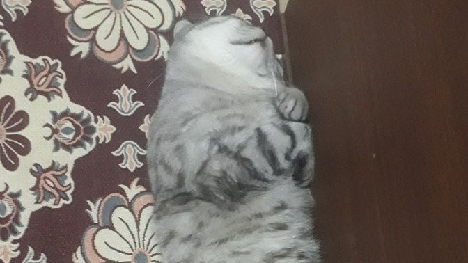 Tontik kafalı neden böyle uyuyor?