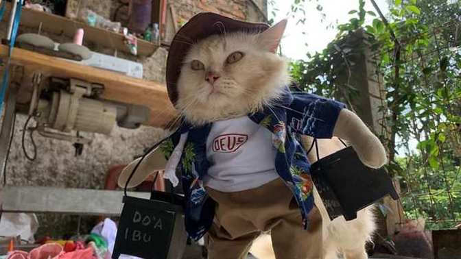 Kedi/köpekler için elbise alışverişi yapmak gereksiz bir harcama mı?