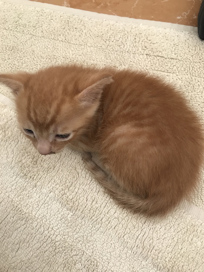 Acil! Yavru kedi buldum, detayı okur musunuz?