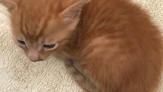 Acil! Yavru kedi buldum, detayı okur musunuz?