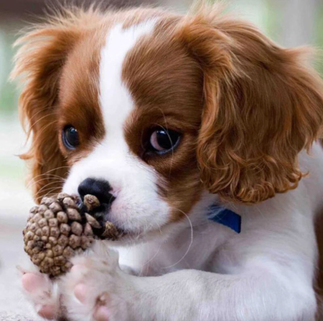 Köpek bakmanın en zor tarafı ne?