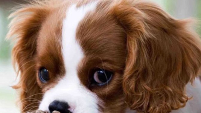 Köpek bakmanın en zor tarafı ne?