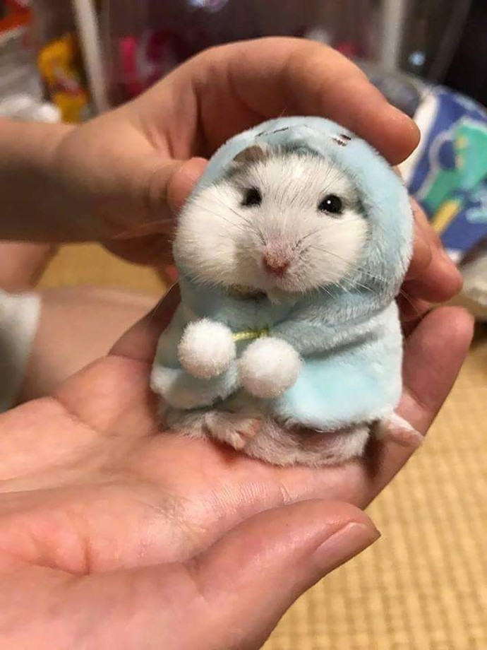 Hamster besleyen veya besleyeni tanıyan var mı?